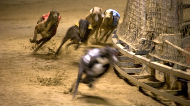 Society and Greyhound Racing