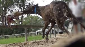 Greyhound Racing: A Case Study in Cruelty (QLD)