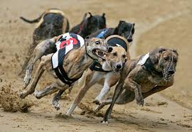 An excellent summary of greyhound racing cruelty by Greg McFarlane