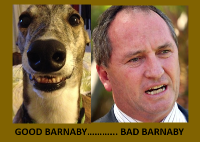 Open Letter to Federal MP Barnaby Joyce