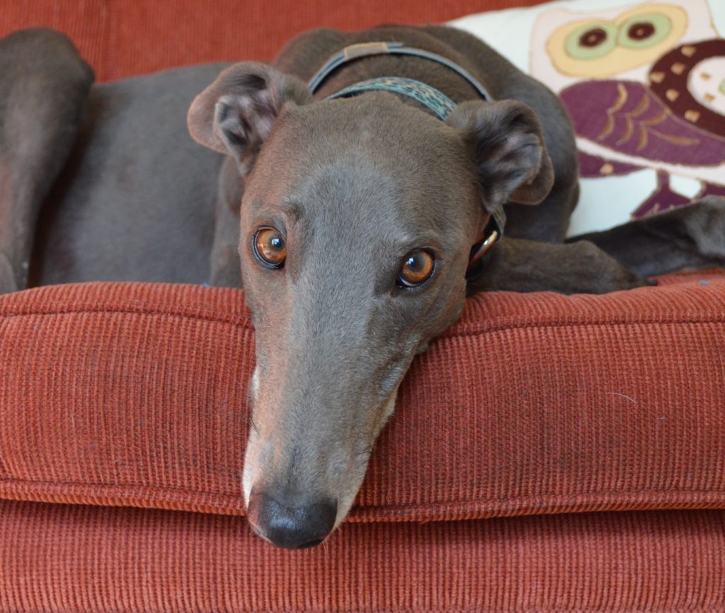 Greyhound Racing in summer heat is Animal Cruelty.