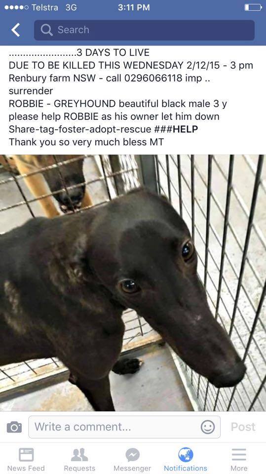 Robbie the Greyhound – Saved by Social Media