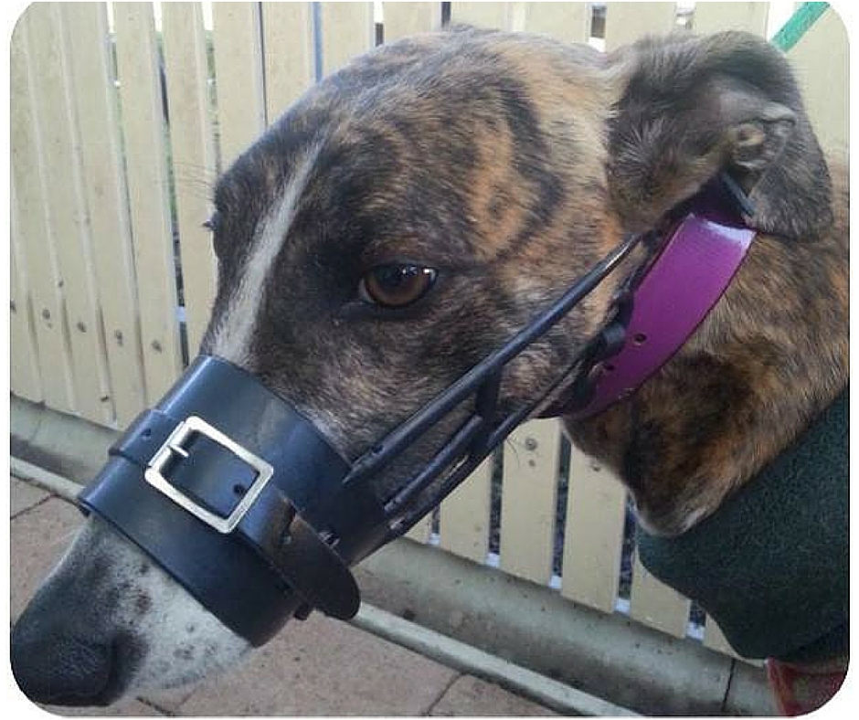 Barking muzzles prevent dogs from opening their mouths to bark, lick, chew or pant and self-sooth in times of stress or heat.