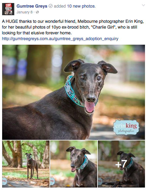 Charlie Girl is an ex-brood bitch rehomed by Gumtree Greys