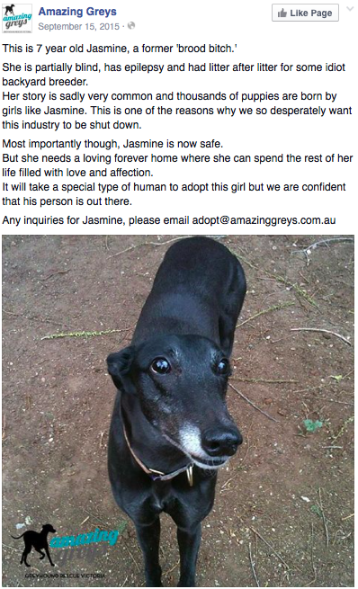 Jasmine is an ex brood bitch, rehomed by Amazing Greys