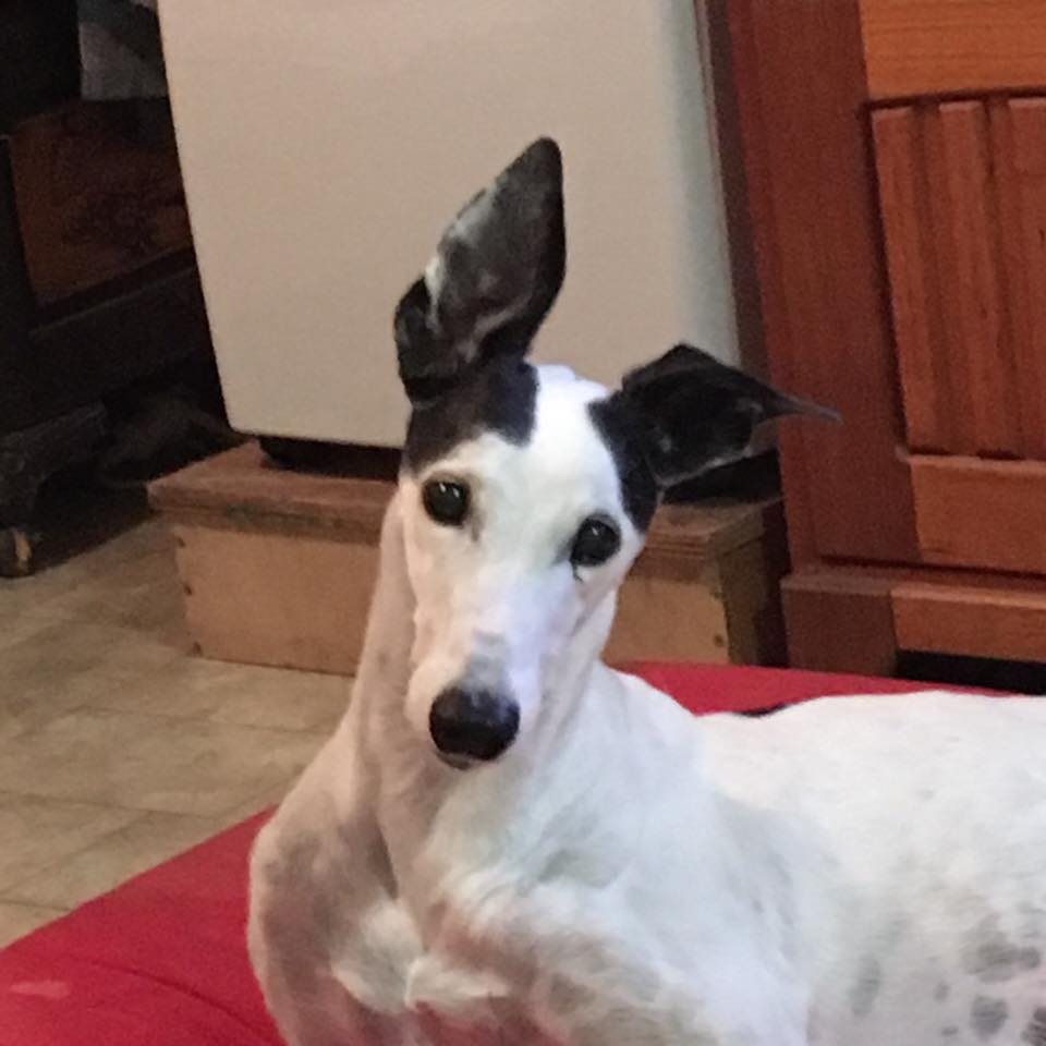 Maddi, a rescue greyhound from NSW