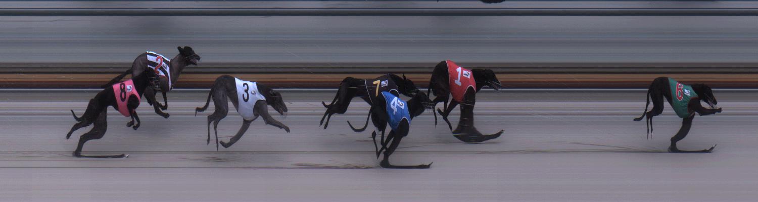Photo finish from 17 Dec 2014 race - Wilby Mighty is #3.