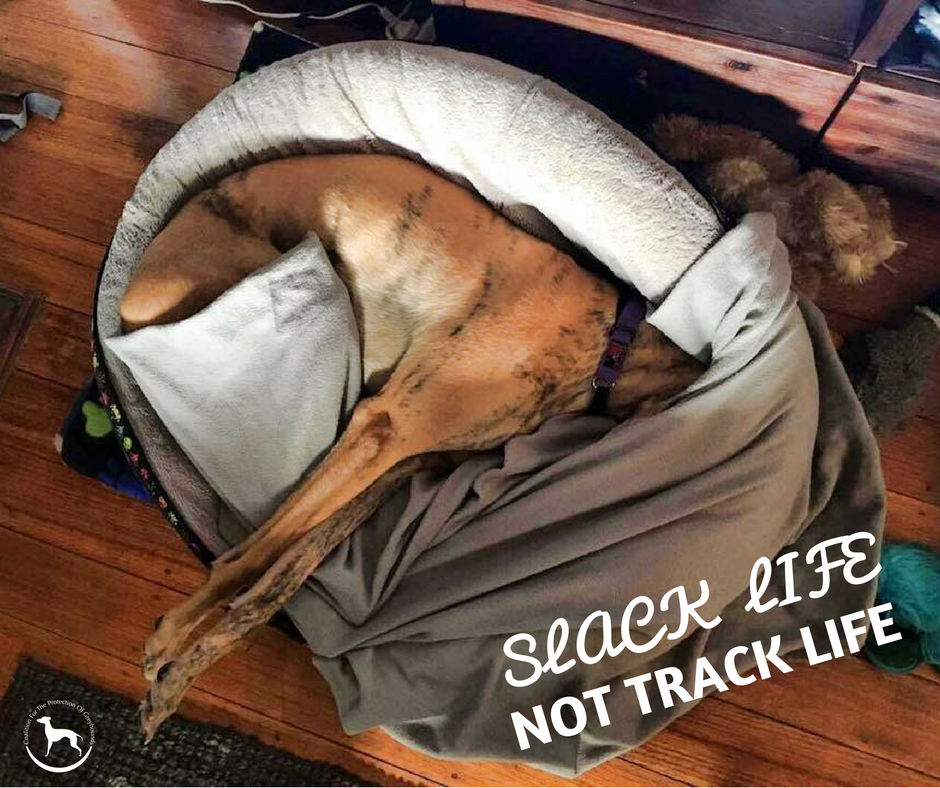 Sprocket says, "Slack Life Not Track Life"