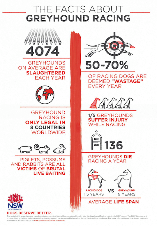 NSW Industry facts Infographic Coalition for the Protection of Greyhounds