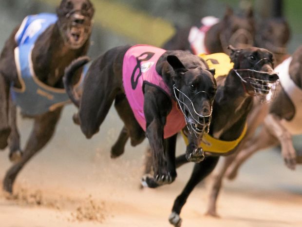 racing greyhounds