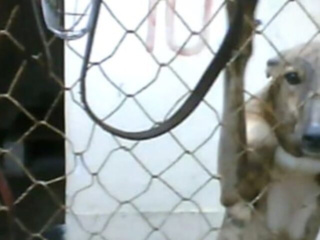 Australian greyhound exports – going, going, gone?