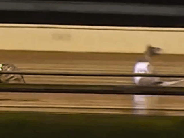 Eleven greyhounds killed racing in September 2025