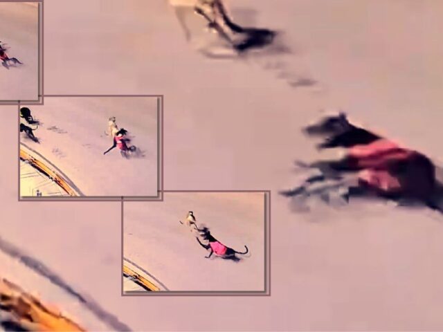 Fifteen greyhounds killed racing in November 2025