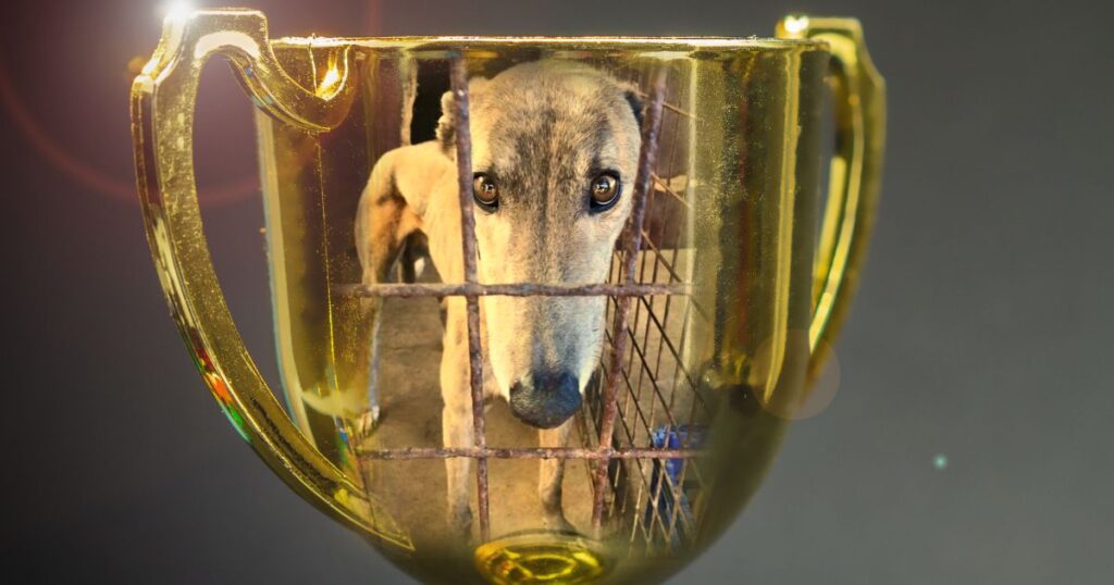 Greyhound racing industry rewards cruelty