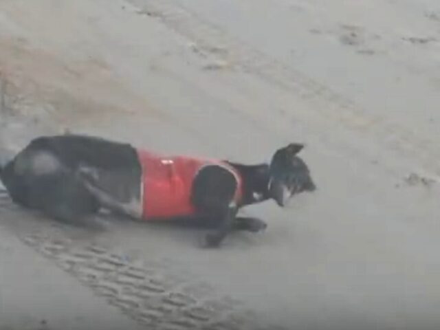 Nine greyhounds killed racing in August 2025