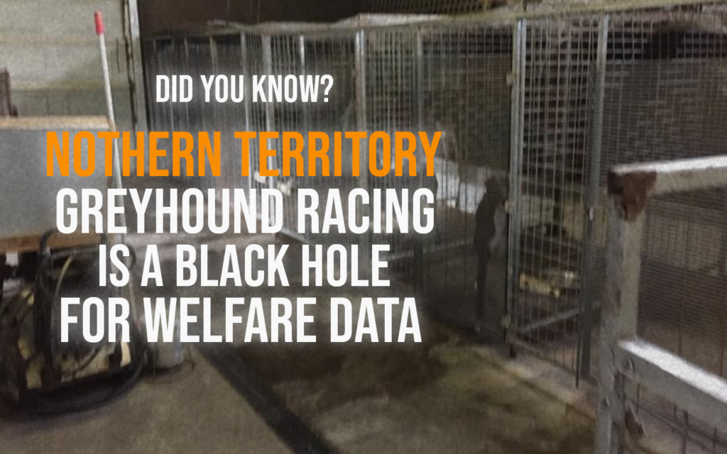 The black hole of Northern Territory greyhound racing