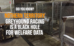 NT is black hole of greyhound racing
