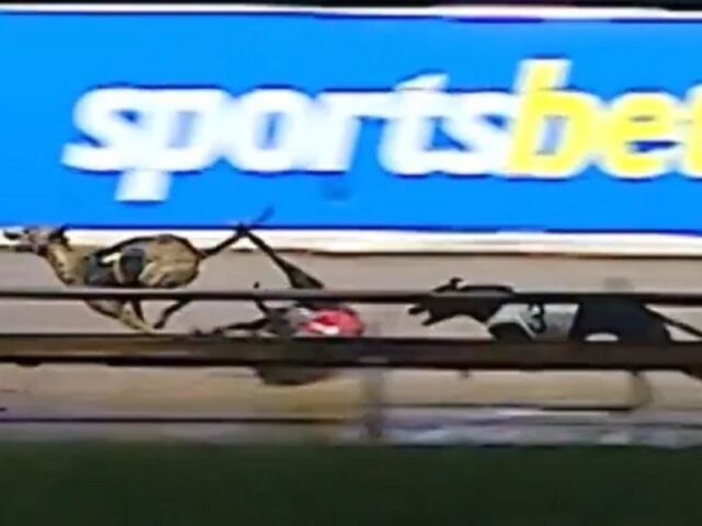 Seventeen greyhounds killed racing in December 2025