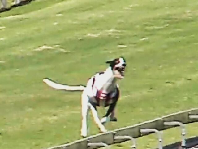 Seventeen greyhounds killed racing in February 2026