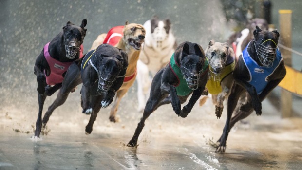 20 NSW greyhounds injured in a Saturday of suffering