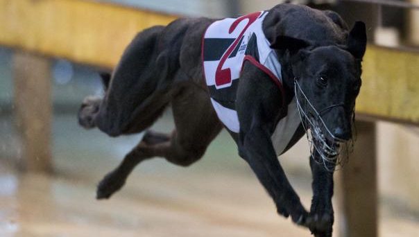 Public opinion – Australians do not support greyhound racing