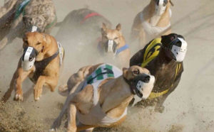 Greyhounds racing in a dust cloud