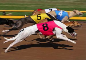 Greyhounds running on a track side view