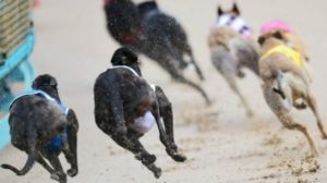 greyhounds racing on a track