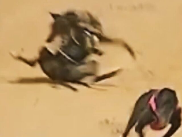 14 greyhounds killed racing in March 2026
