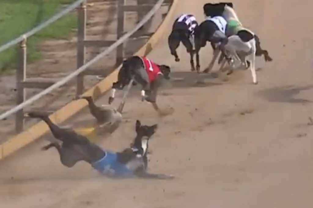 Latest greyhound skull injury highlights brutality of racing