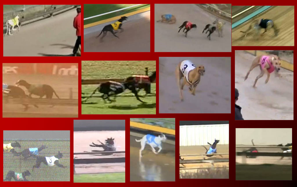 13 greyhounds killed racing in June