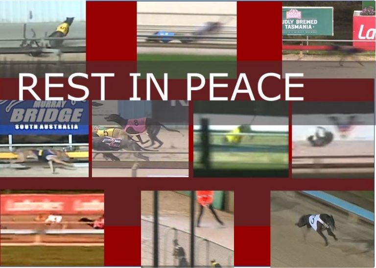 The Ten Greyhounds Killed Racing In July Coalition For The Protection Of Greyhounds