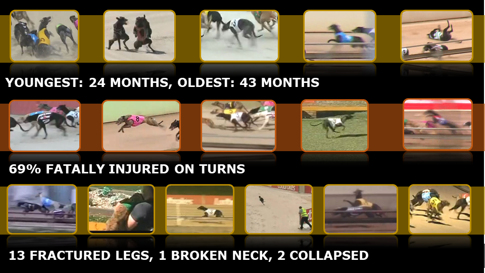The 16 greyhounds lost on tracks in October