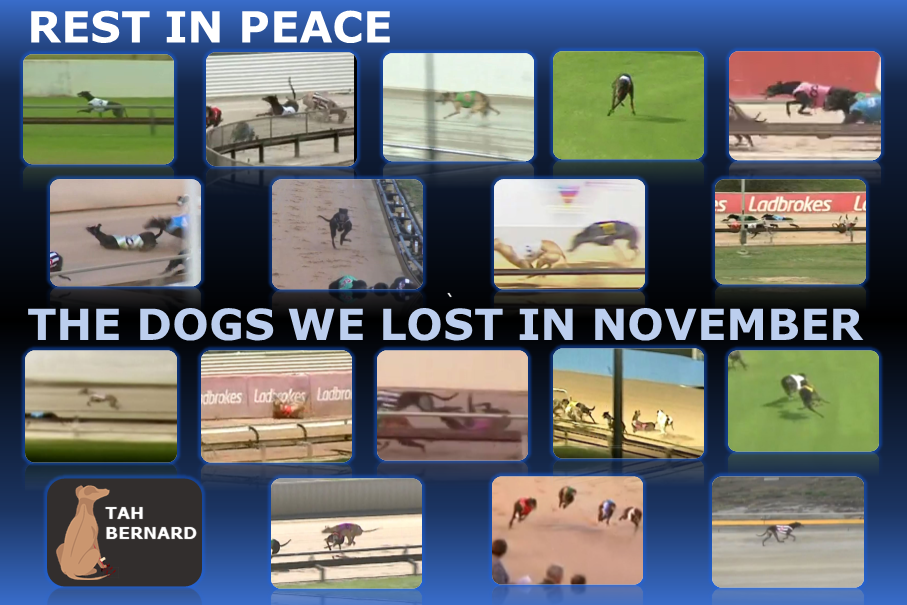 The 18 dogs we lost in November