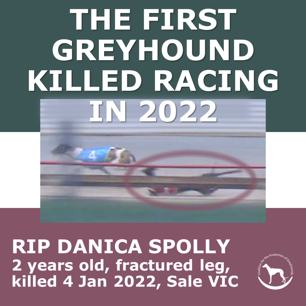 Danica Spolly is first greyhound to die racing in 2022