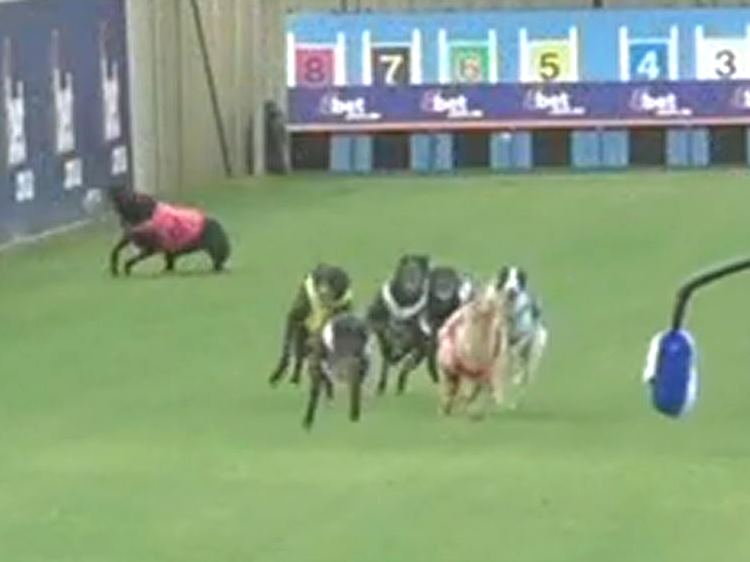 Taree MP boasts of safety upgrade – yet 20 dogs injured in 2 race meetings
