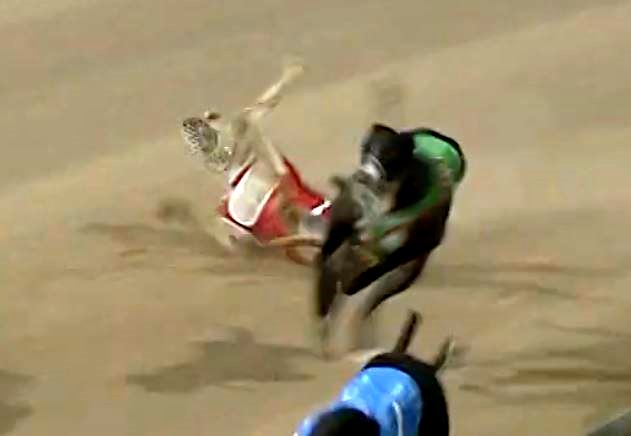 New $6m “safe” Traralgon track proves a tragedy for greyhounds