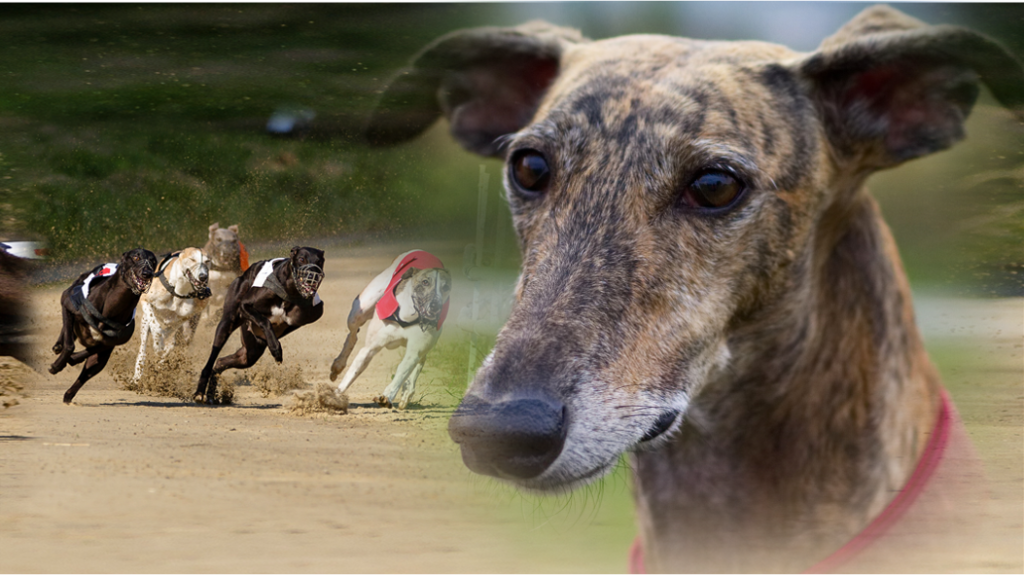 Greyhounds need you: say NO to Ipswich