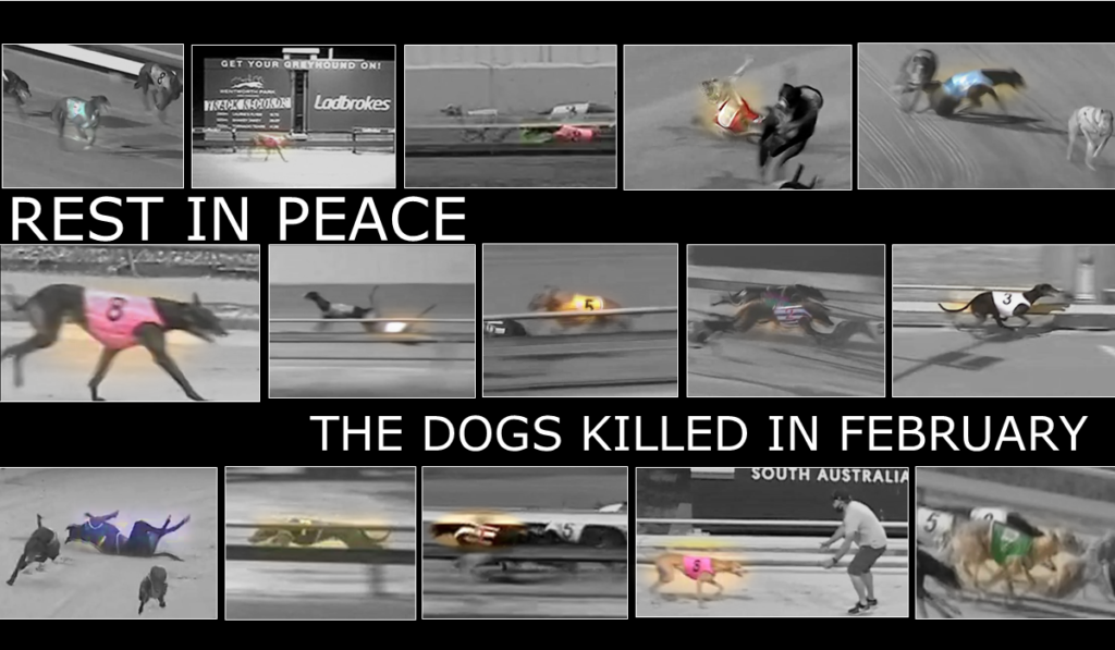 28 days, 15 deaths. February a deadly month for greyhounds