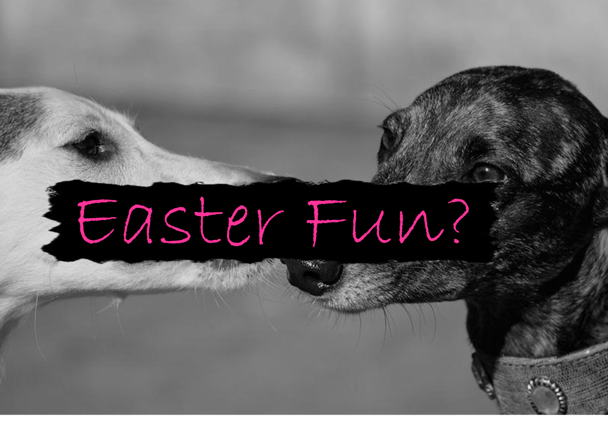 2 greyhounds killed at Gosford Easter Fun Night