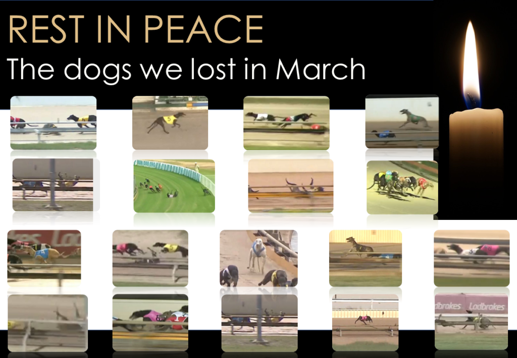 March proves a murderous month for greyhounds