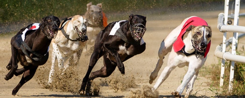How do we prevent the over-racing of greyhounds?