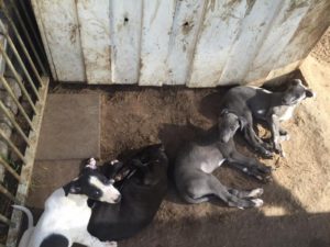 unsocialised greyhound puppies