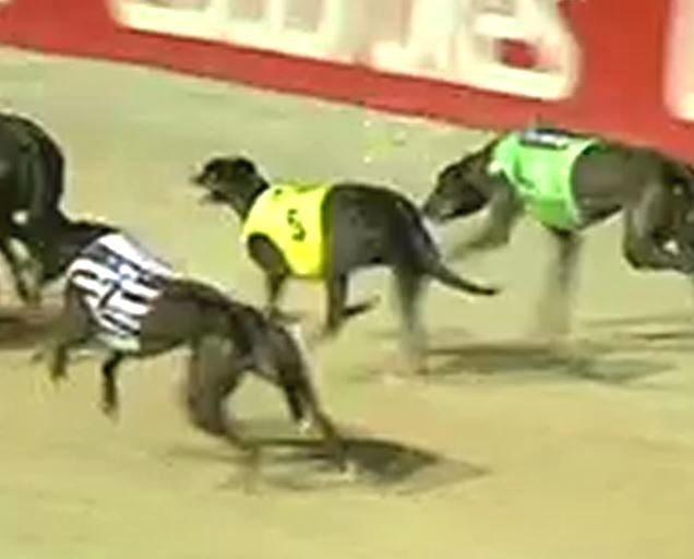 Just another Friday at the NSW dogs:  deaths and major injuries
