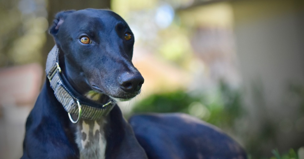 This surgical procedure to impregnate greyhounds in Australia is a major animal welfare issue