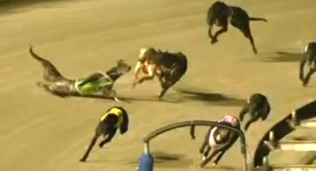 Awful August sees fourteen greyhounds killed