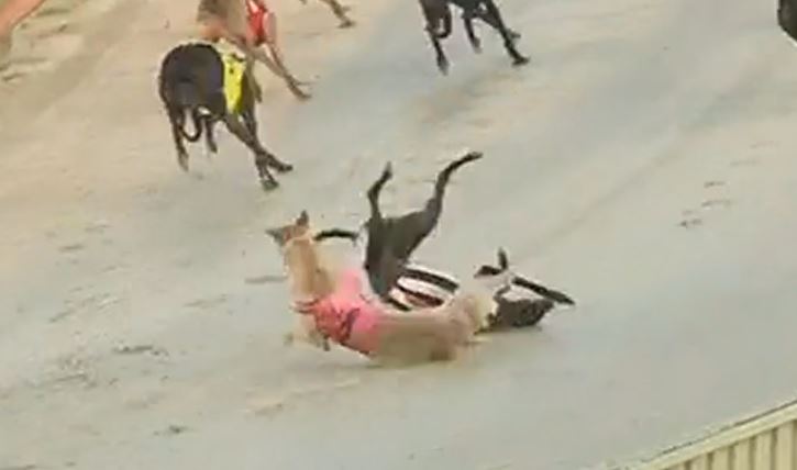 Greyhound deaths mar lead-up to Million Dollar Chase as welfare advocates condemn event