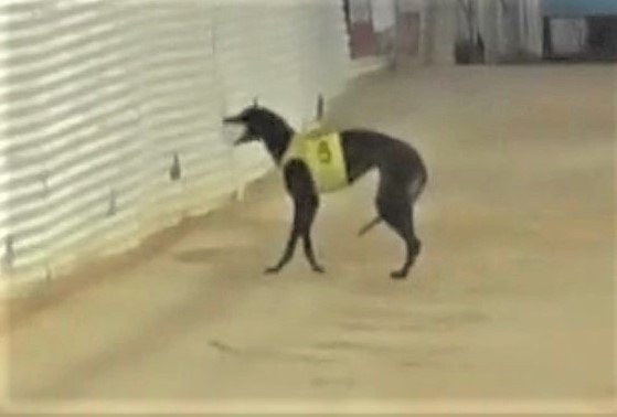 10 greyhounds killed on Australian tracks in October