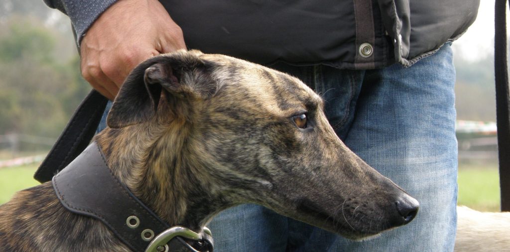 How do greyhound racing participants think about their dogs?