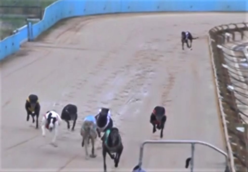The Sixteen Greyhounds Killed Racing in November 2022